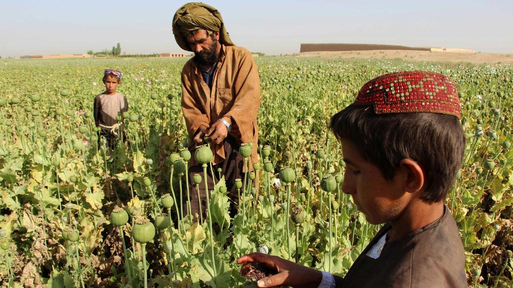 Afghan farmers revert to growing opium, sending yields soaring
