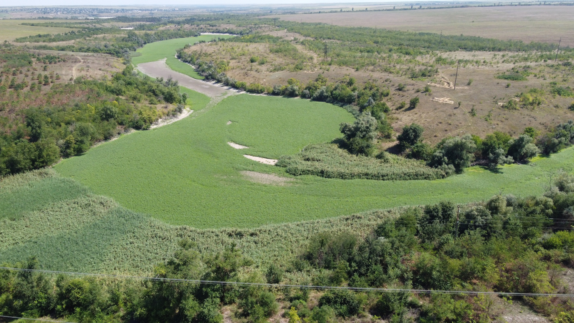 Like a Phoenix,’ A New Forest Emerges From the Destruction in Ukraine