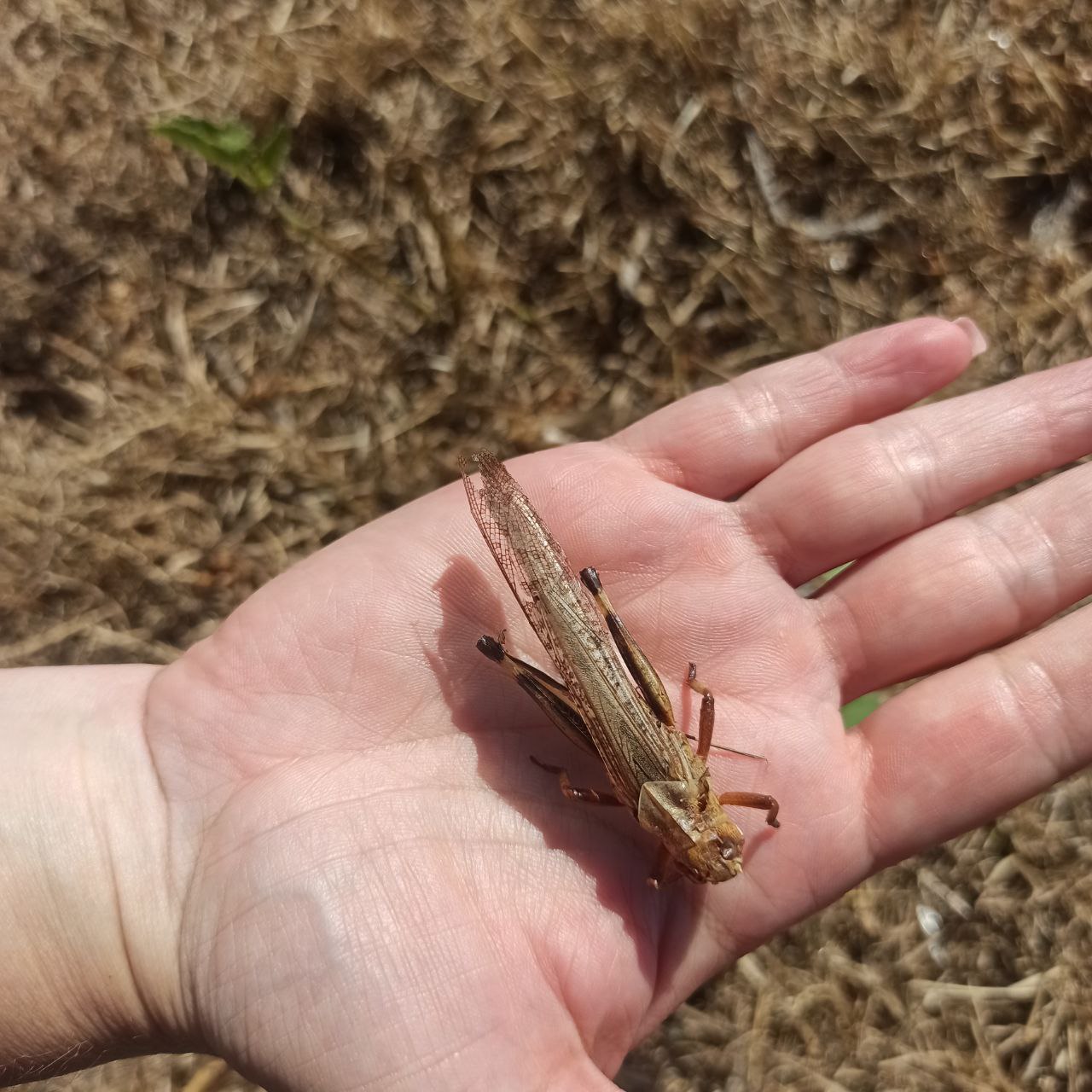Locusts and Landmines Threaten Ukraine’s Farmland