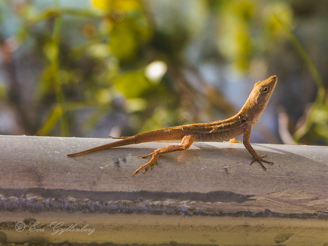 A small orange gecko on a railing