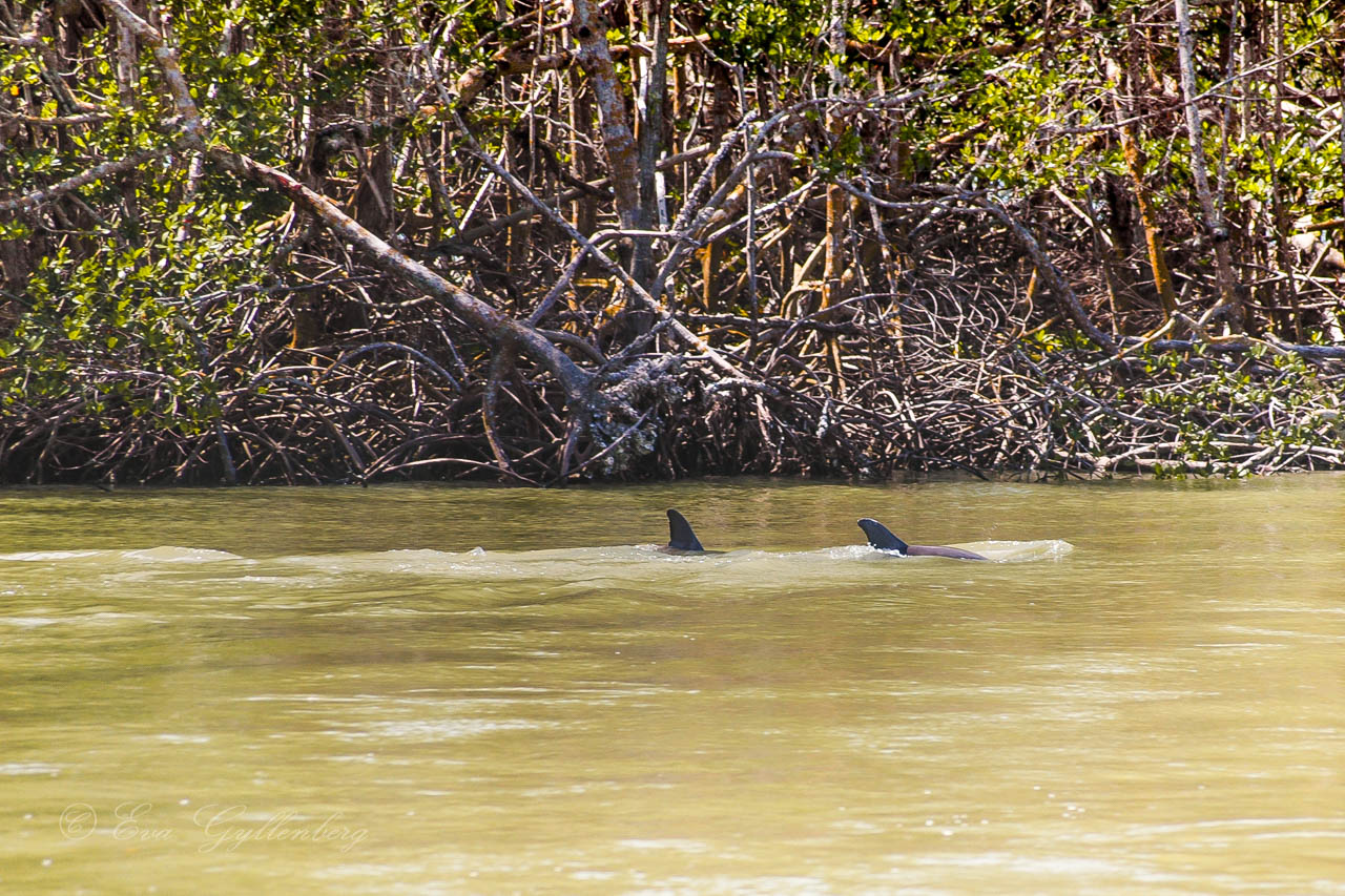 two bottlenose dolphins in a mangrove swamp