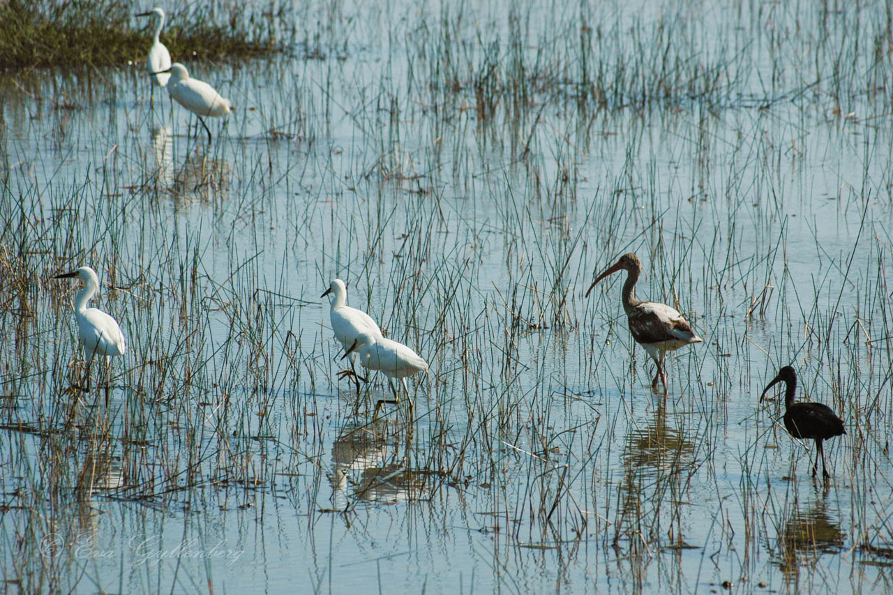 Waders in a row in shallow water
