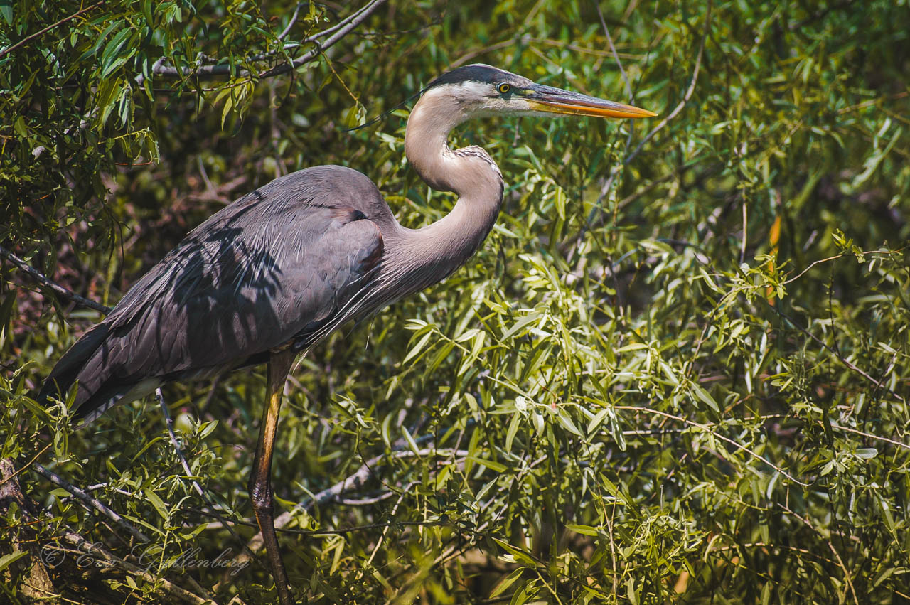 heron in greenery