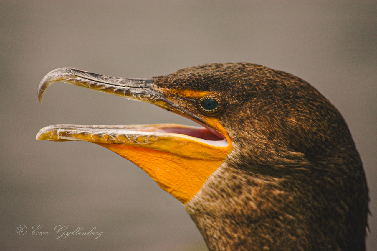 a close-up of a bird