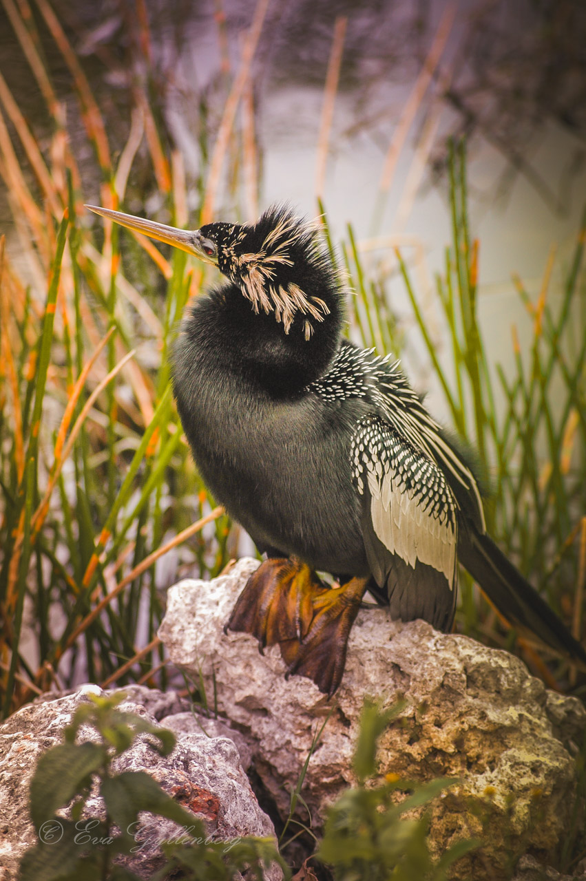 A black bird with tassels sits on a rock