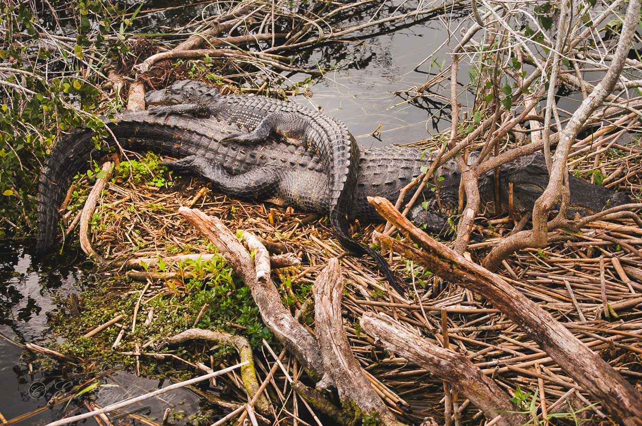 A large alligator with a small alligator on its back