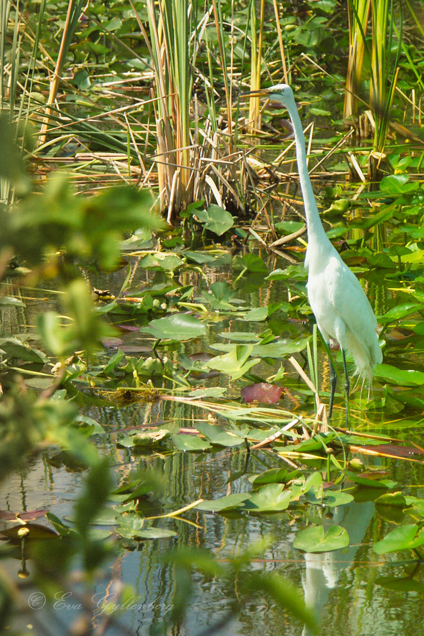 A white heron wades in the Everglades