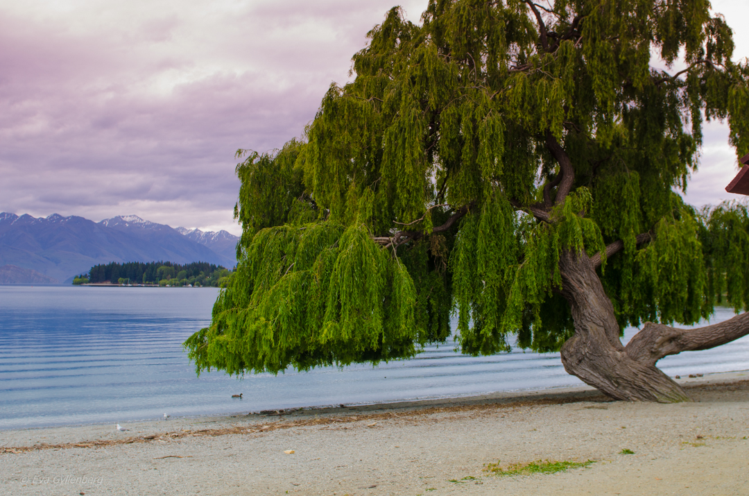 Lake Wanaka