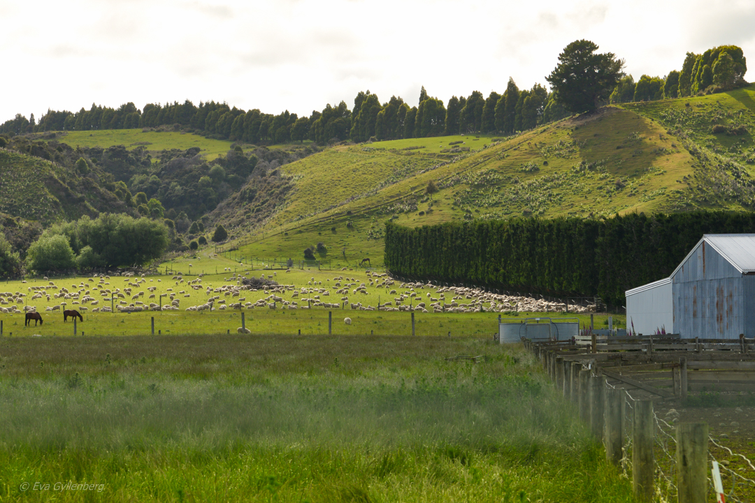 Road picture from New Zealand
