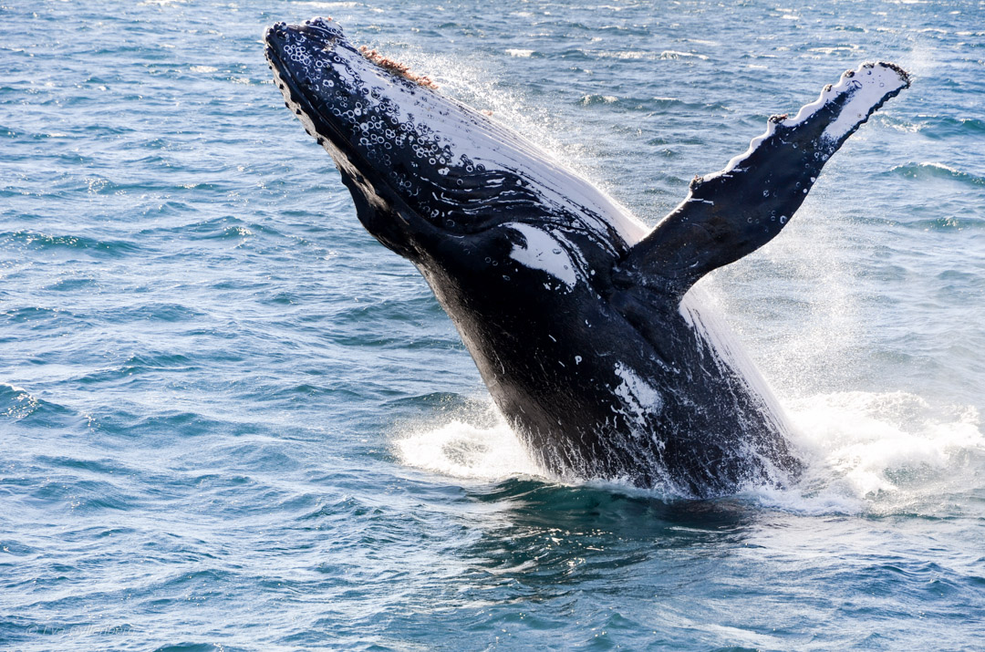 A humpback whale we saw off Brisbane, Australia
