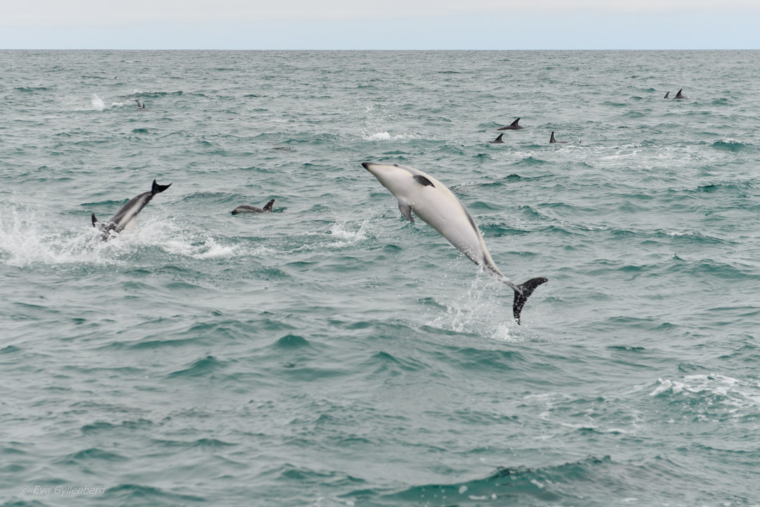 Dolphins in Kaikoura