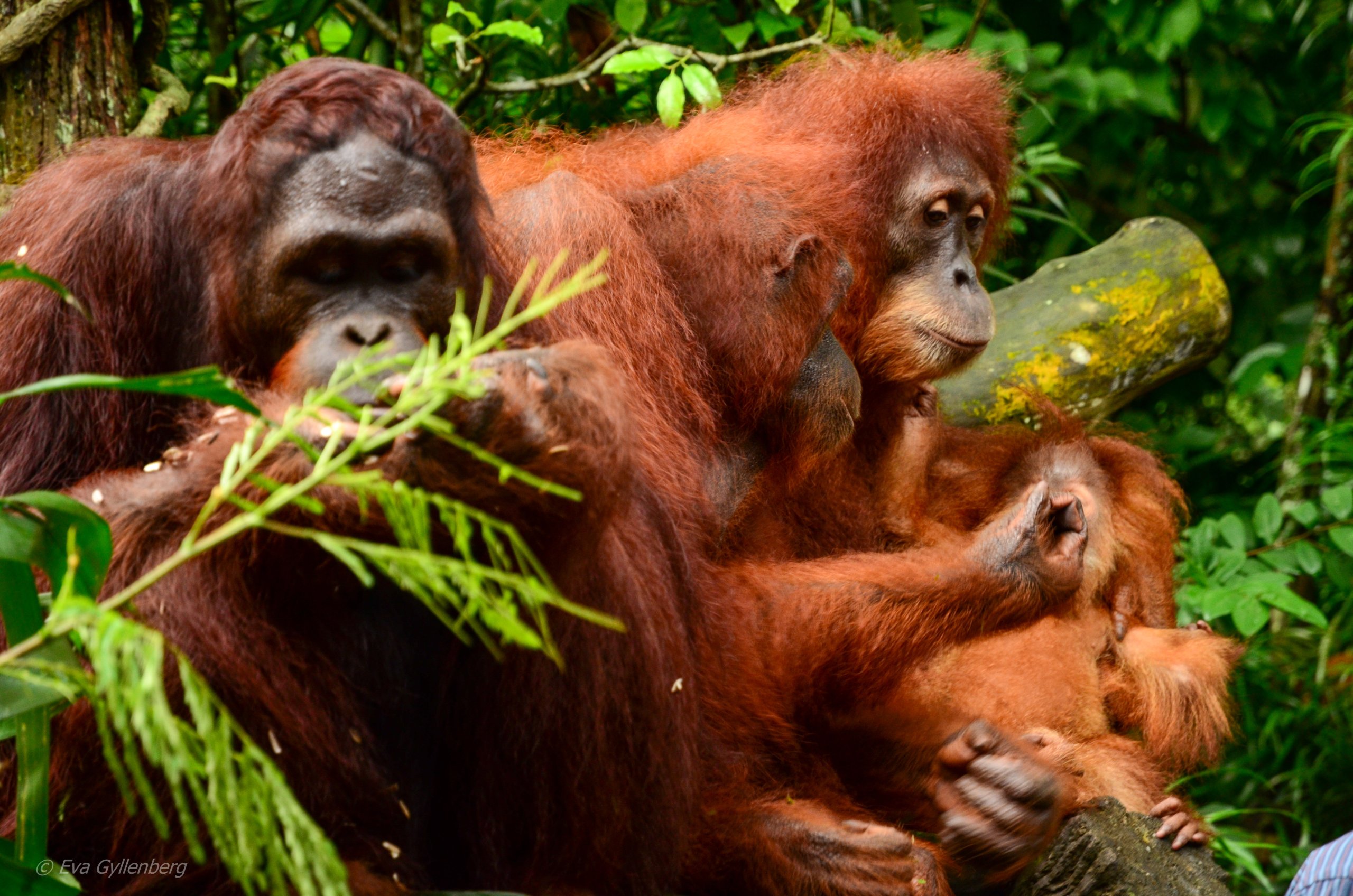 Singapore Zoo