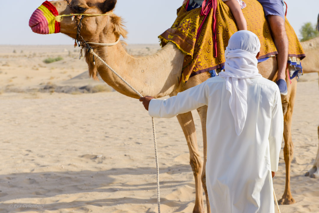 Dubai-öken-kamel Dubai-öken-kamel