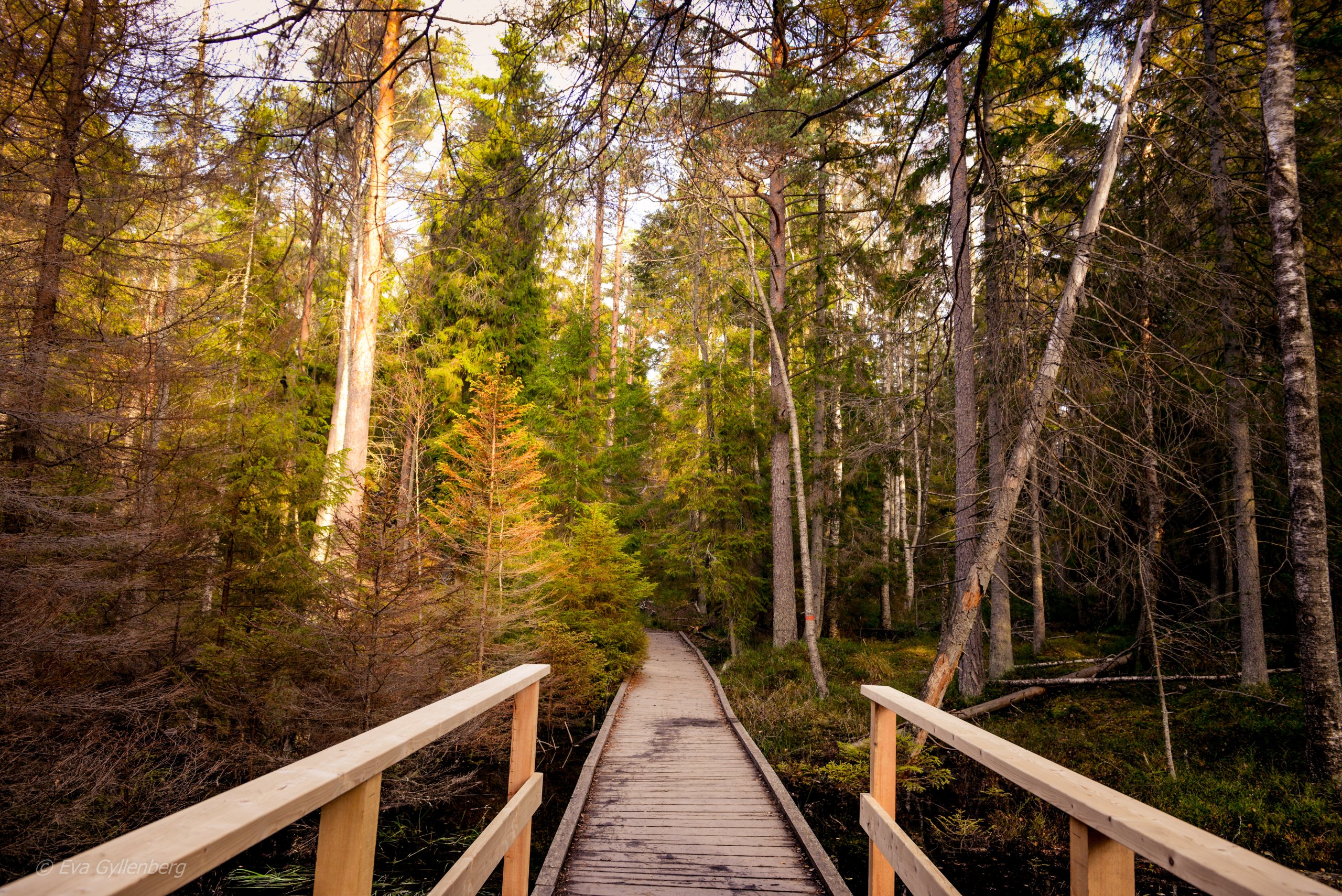 Tyresta nationalpark: Träsk