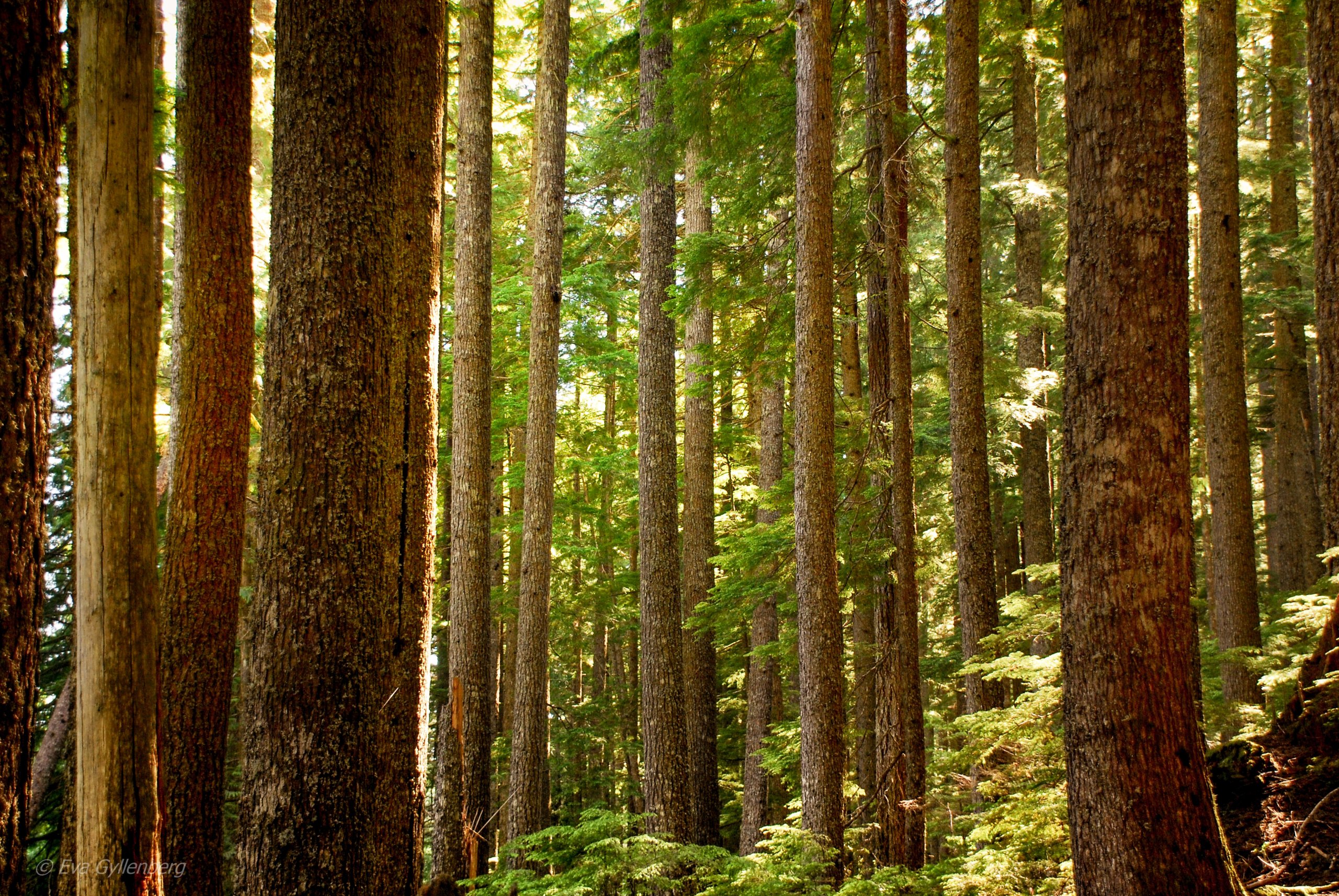 Skog - Mount Rainier - Washington