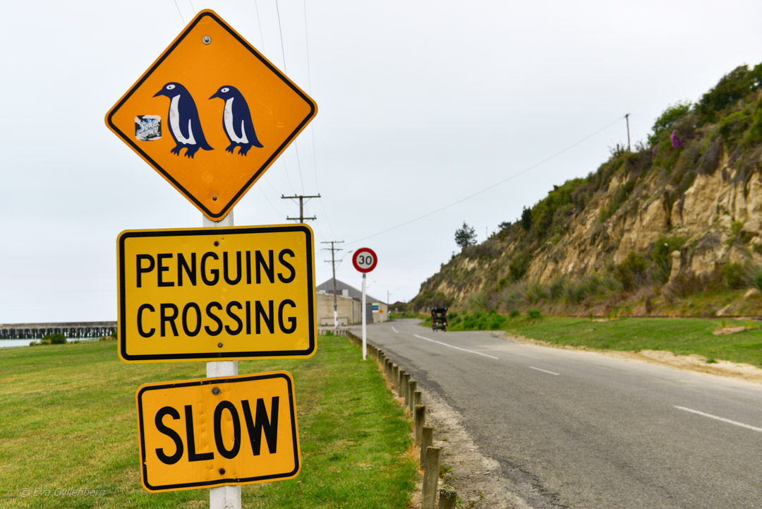 Penguins