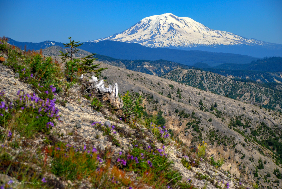 Mount St Helens