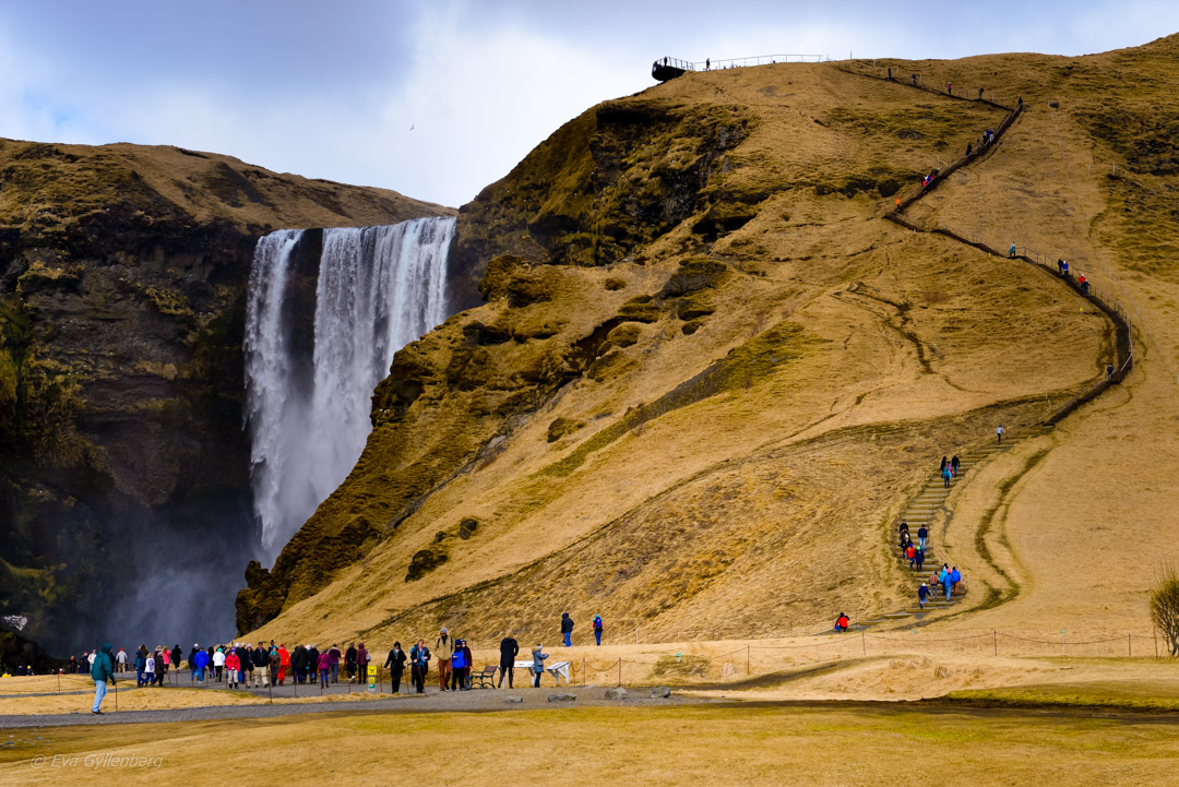 Island - Skogafoss - Dagsutflykt från Reykjavik till Vik