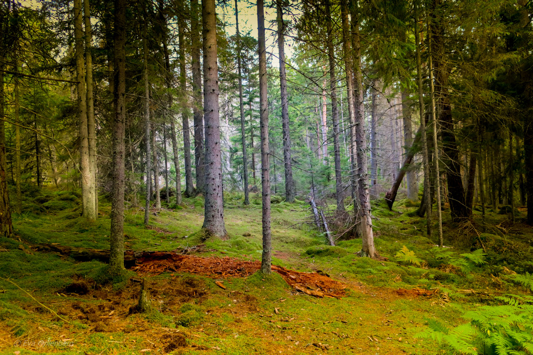 Tyresta National Park