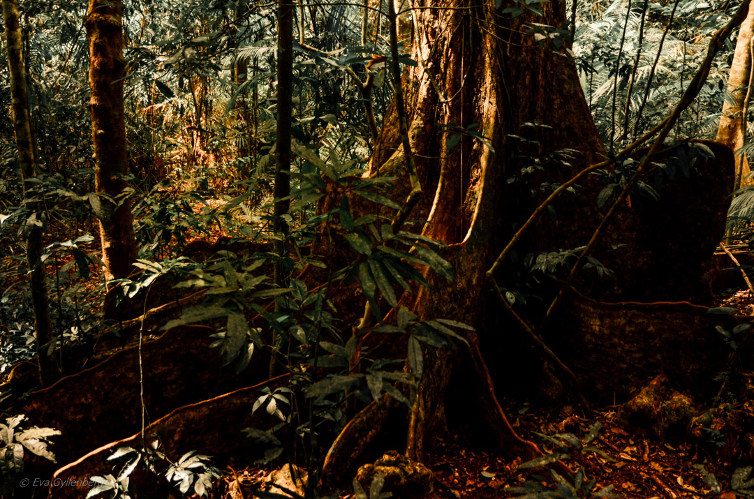 Daintree-Queensland-Australien