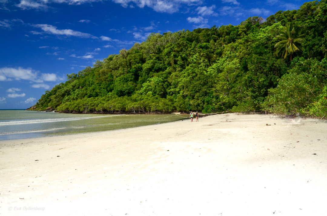 Cape Tribulation - Daintree - Queensland - Australien