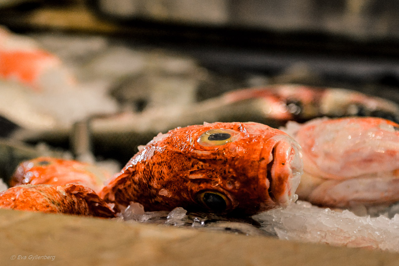 Fish in Nazare