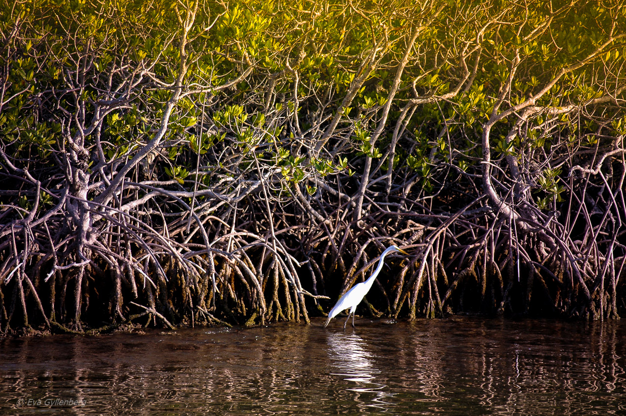 Everglades vit ibis