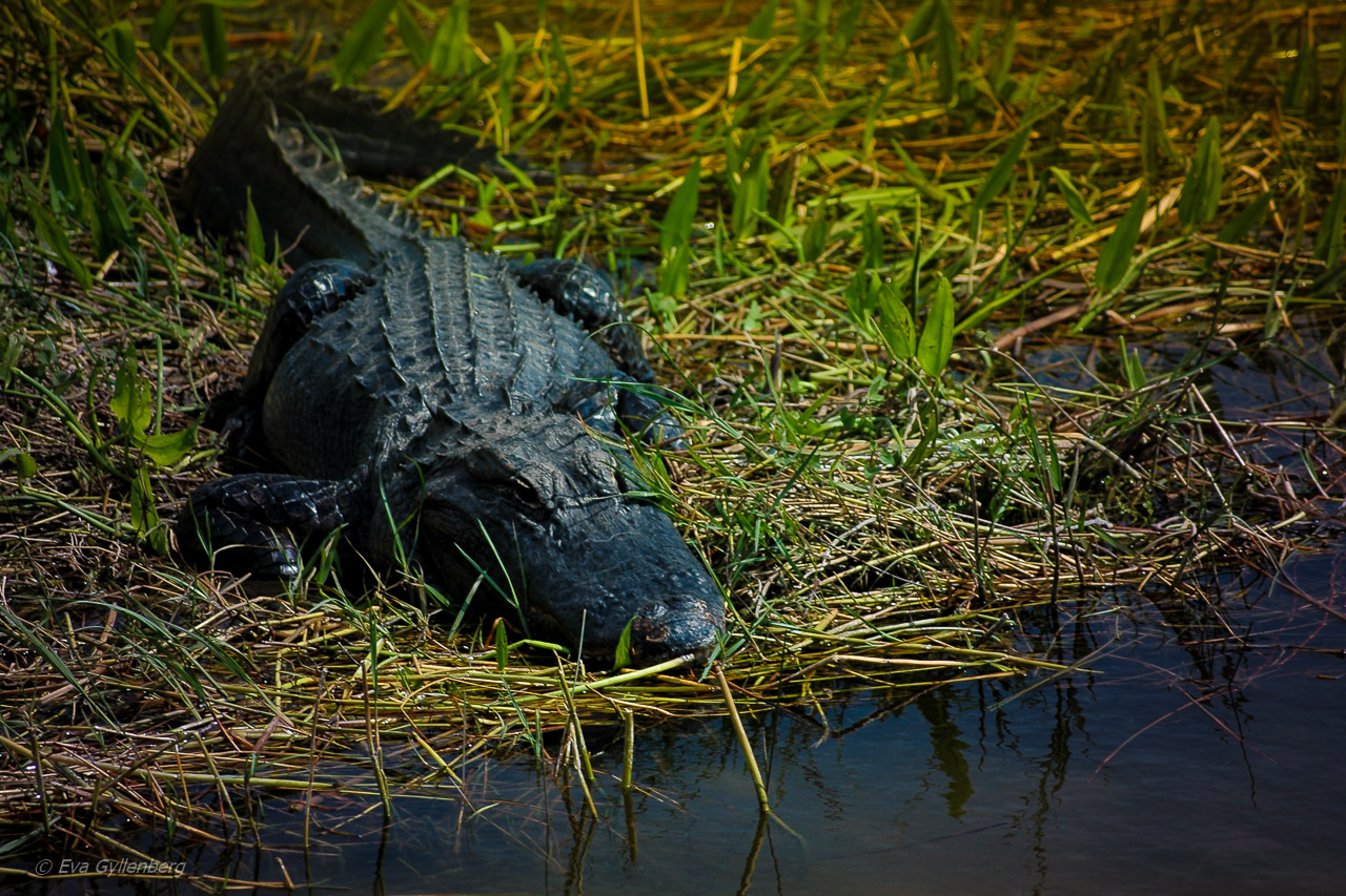 Everglades alligator