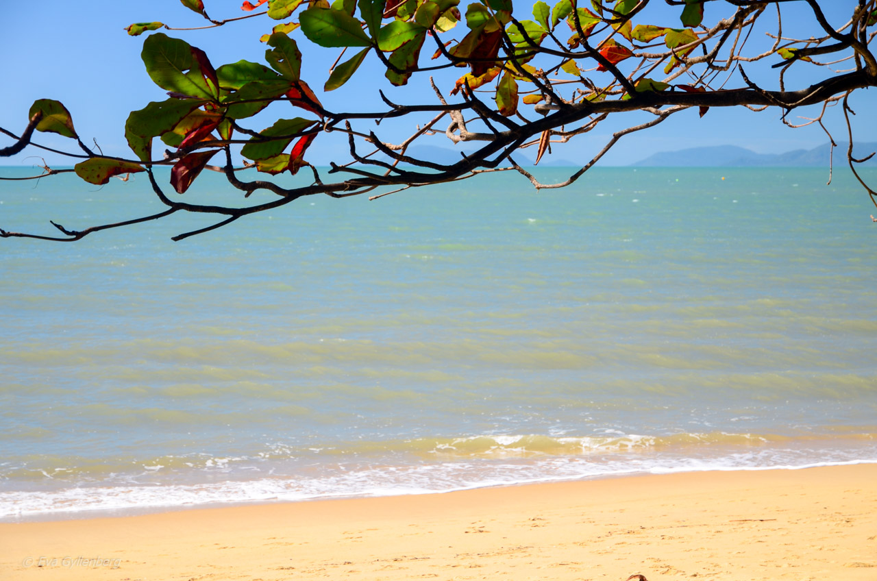 Palm Cove - Cairns - Australien