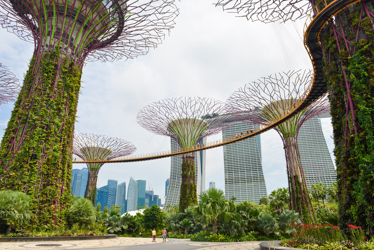 Gardens by the bay Singapore 