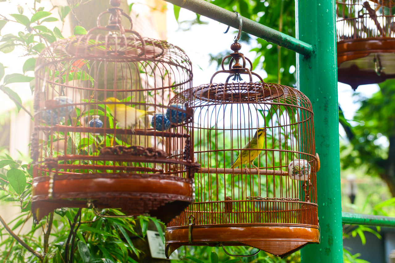 Hong Kong Bird Market