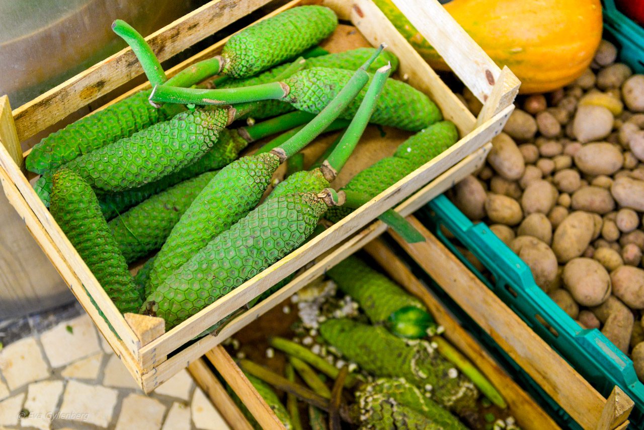 Monstera frukt på Madeira