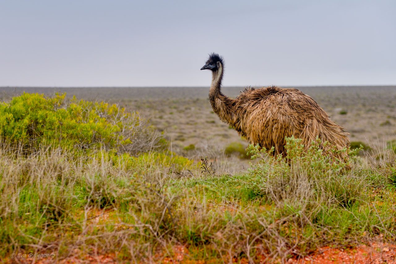 Emu-Australien-Outback