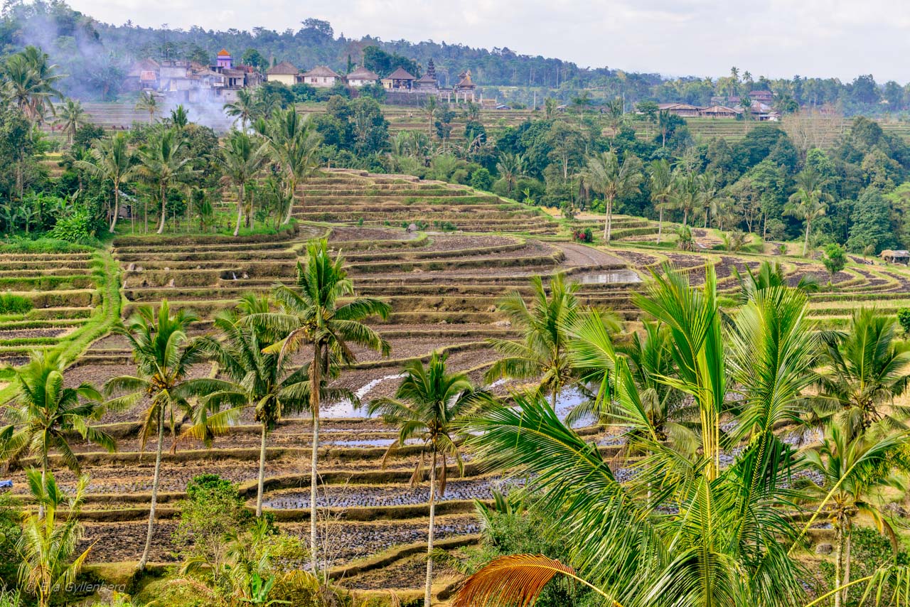 Jatiluwih - Rice Terraces - Bali