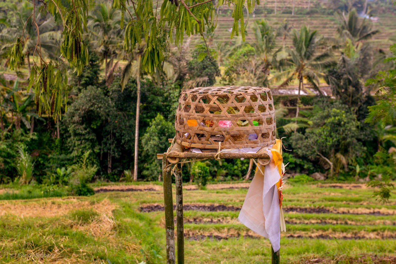 Jatiluwih - Rice Terraces - Bali