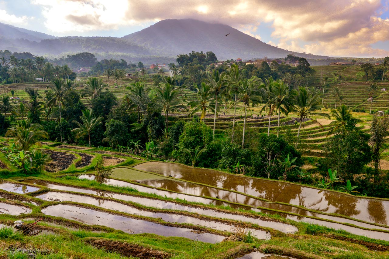 Jatiluwih - Rice Terraces - Bali