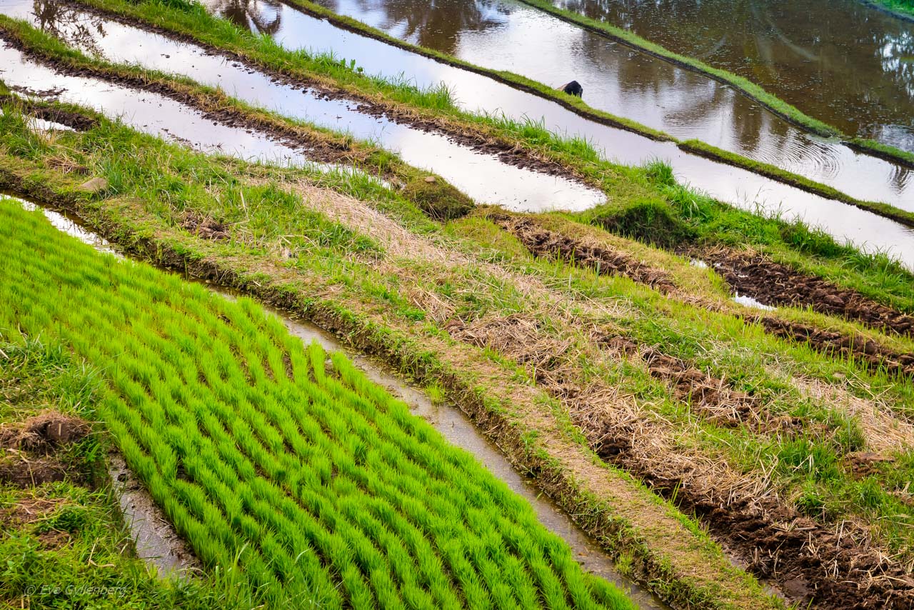 Jatiluwih - Rice Terraces - Bali