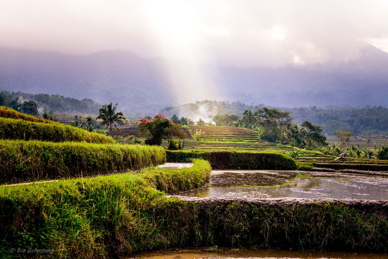 Jatiluwih - Rice Terraces - Bali
