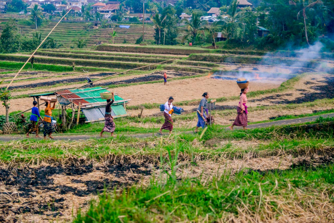 Jatiluwih - Rice Terraces - Bali