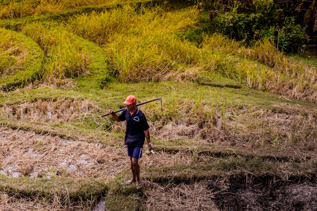 Jatiluwih - Rice Terraces - Bali