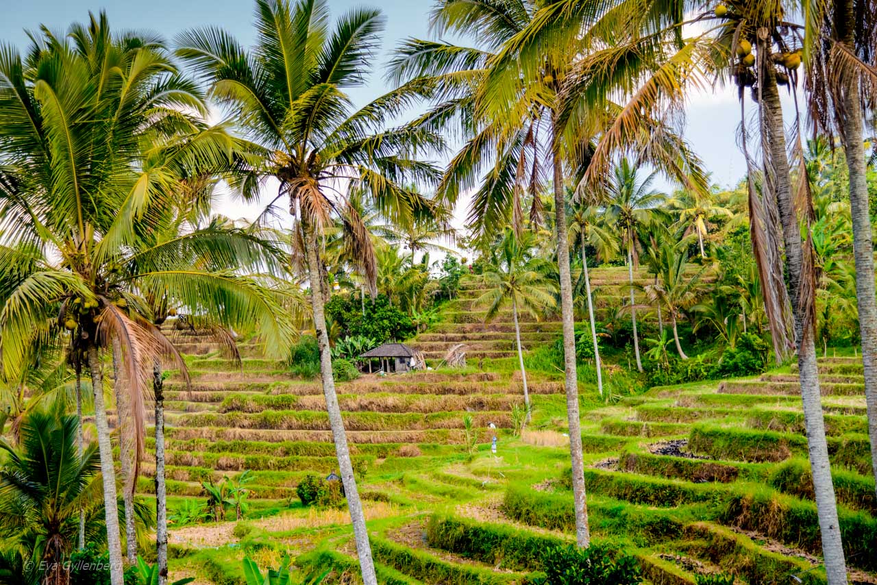 Jatiluwih - Rice Terraces - Bali