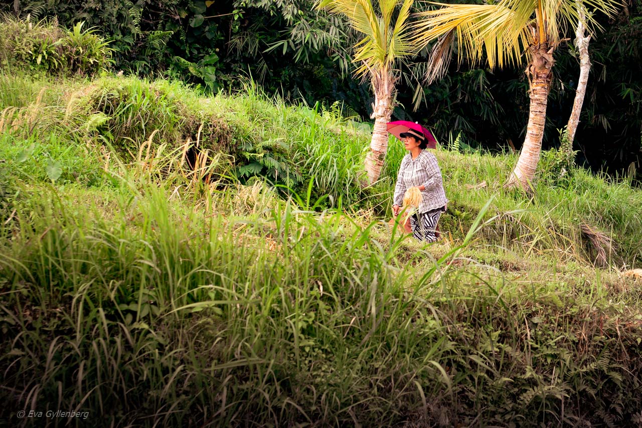 Jatiluwih - Rice Terraces - Bali