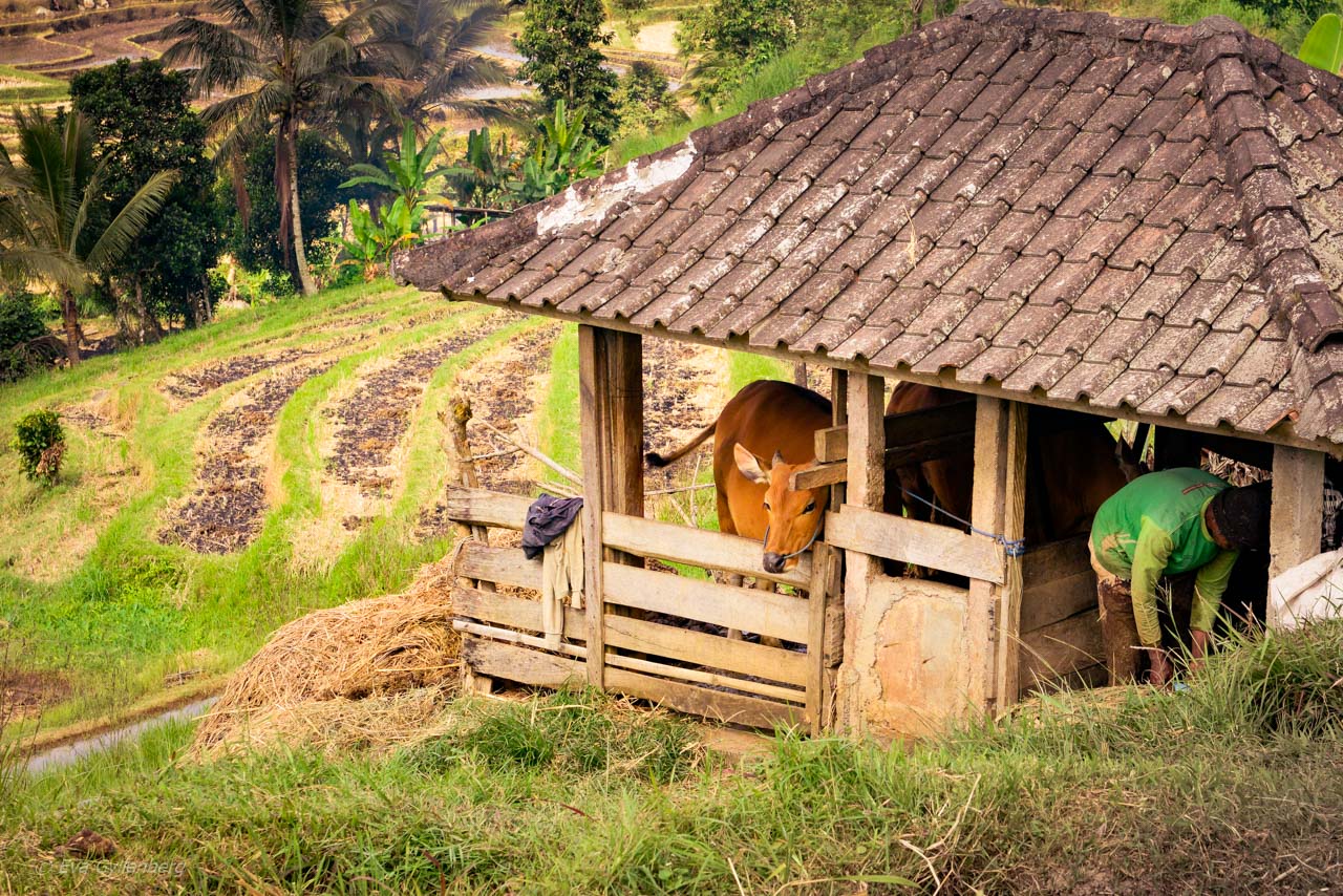 Jatiluwih - Rice Terraces - Bali