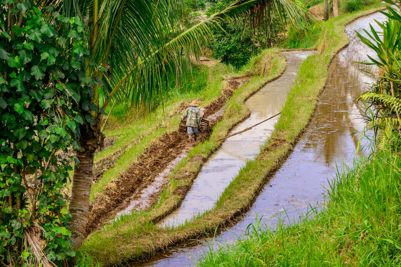 Jatiluwih - Rice Terraces - Bali