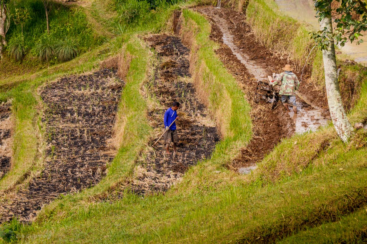 Jatiluwih - Rice Terraces - Bali