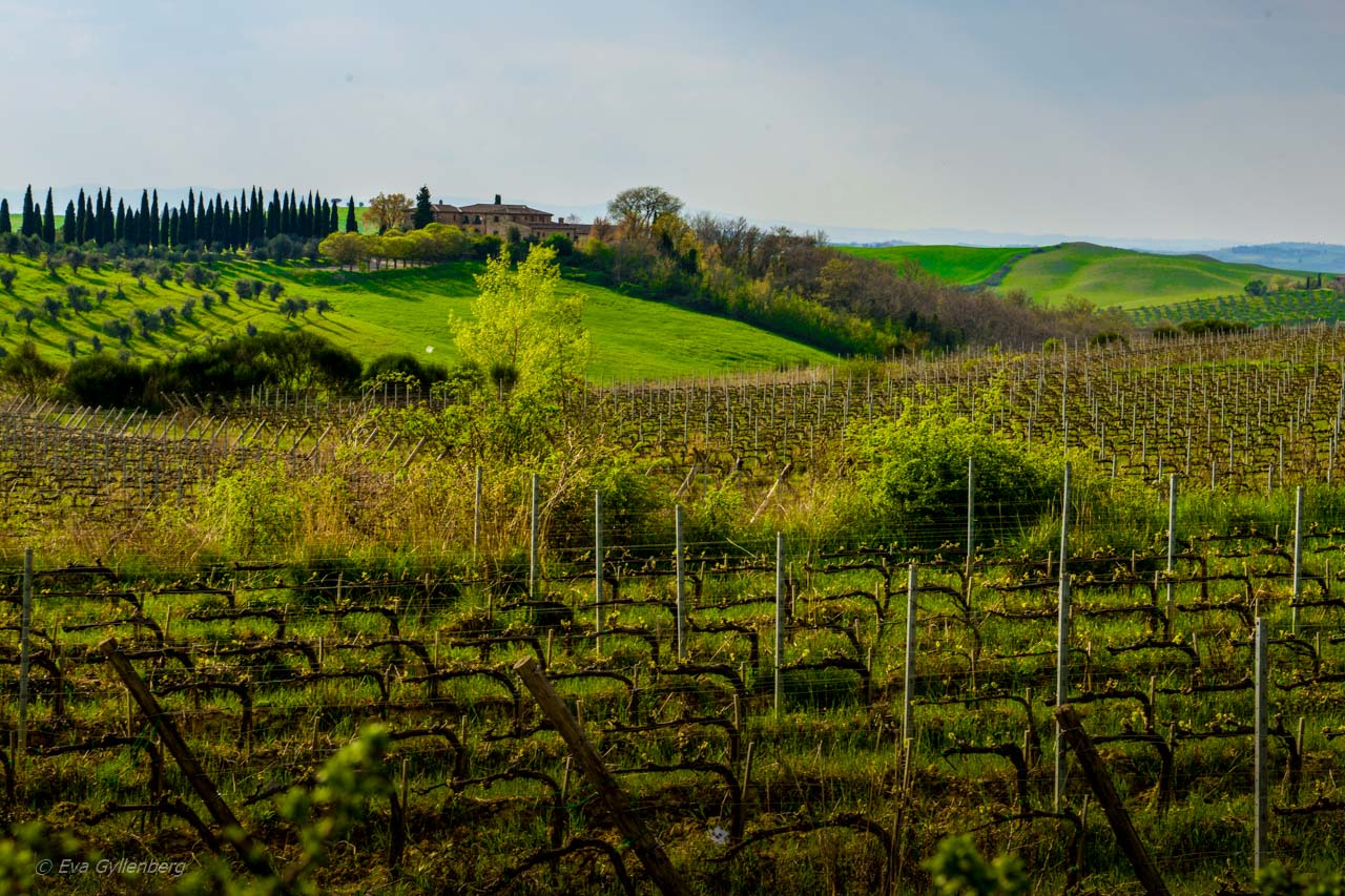 Val d'Orcia vingårdar