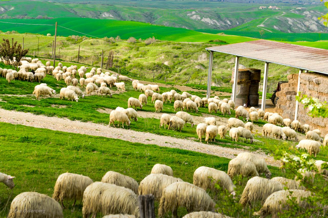 Sheep in Val d'orcia - Italy