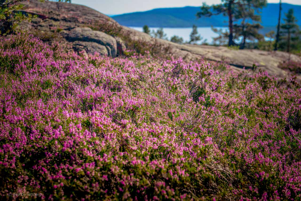 Ljungdunge i Skuleskogen