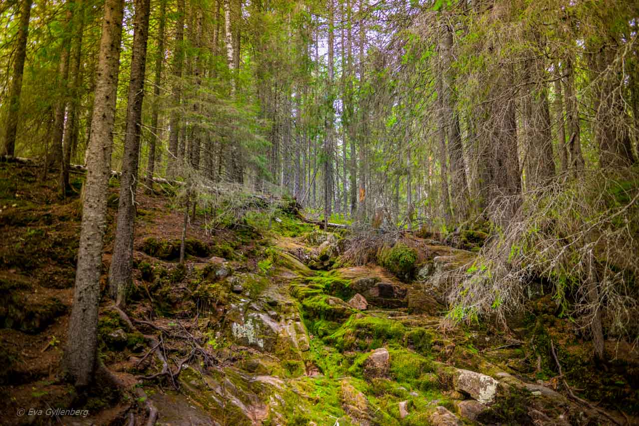 Mossa i Skuleskogen