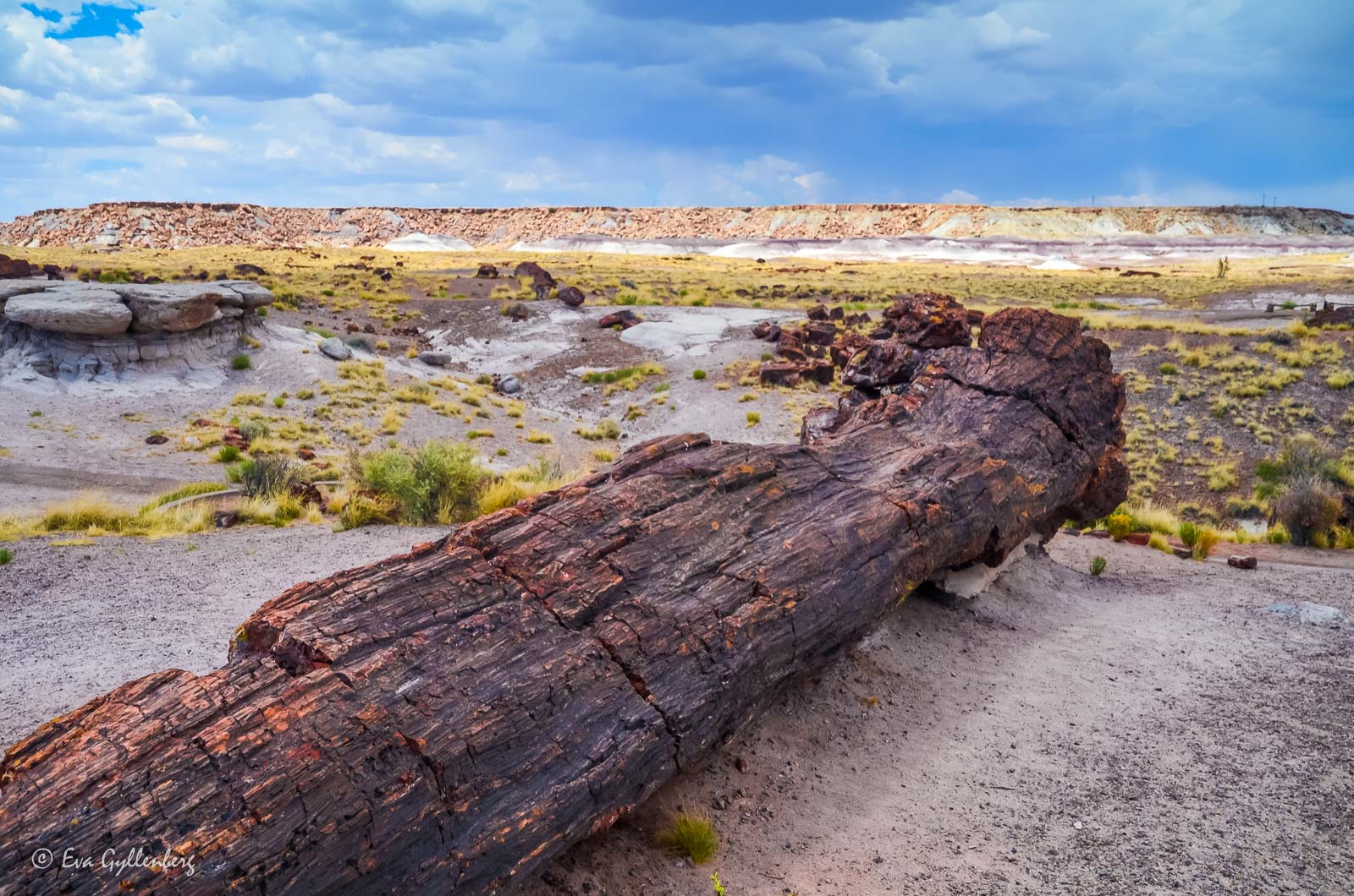 Förstenad trästock i Petrified Forest